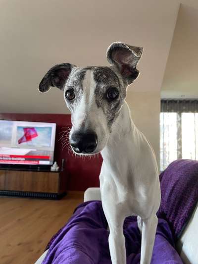 Windhunde - Treffen der besonderen Schönheiten
HERZLICH WILLKOMMEN-Beitrag-Bild