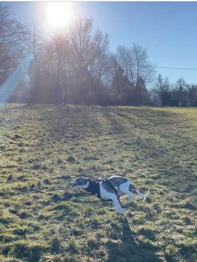 Fotochallenge 66 ~ Rennaction -Zeig deinen Hund im Lauf-Beitrag-Bild