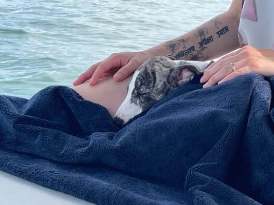 Windhunde - Treffen der besonderen Schönheiten
HERZLICH WILLKOMMEN-Beitrag-Bild