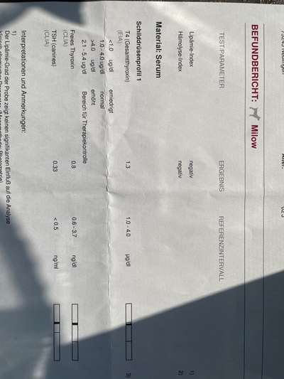 Windhunde - Treffen der besonderen Schönheiten
HERZLICH WILLKOMMEN-Beitrag-Bild