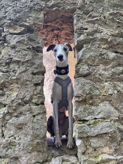 Windhunde - Treffen der besonderen Schönheiten
HERZLICH WILLKOMMEN-Beitrag-Bild