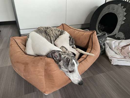 Whippet-Beitrag-Bild