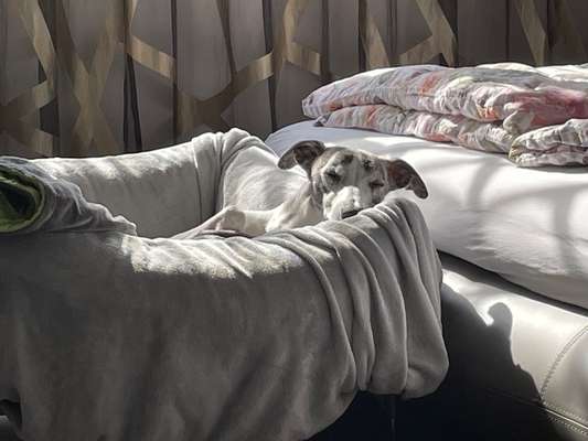 Whippet-Beitrag-Bild