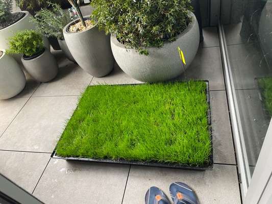 Windhunde - Treffen der besonderen Schönheiten
HERZLICH WILLKOMMEN-Beitrag-Bild