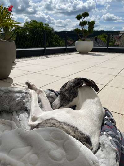 Windhunde - Treffen der besonderen Schönheiten
HERZLICH WILLKOMMEN-Beitrag-Bild