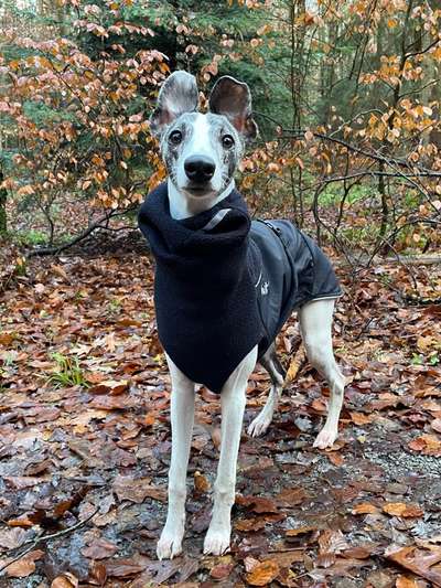 Windhunde - Treffen der besonderen Schönheiten
HERZLICH WILLKOMMEN-Beitrag-Bild