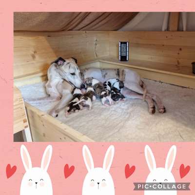 Windhunde - Treffen der besonderen Schönheiten
HERZLICH WILLKOMMEN-Beitrag-Bild