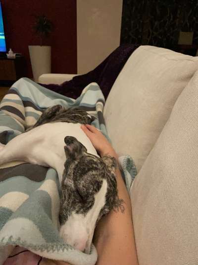 Windhunde - Treffen der besonderen Schönheiten
HERZLICH WILLKOMMEN-Beitrag-Bild