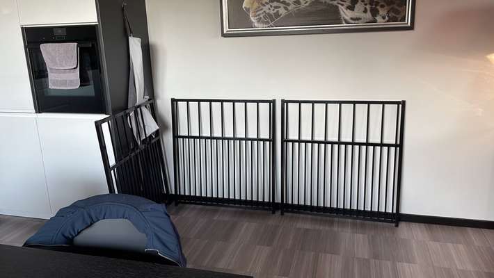 Whippet-Beitrag-Bild