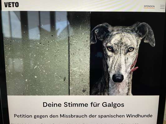 Windhunde - Treffen der besonderen Schönheiten
HERZLICH WILLKOMMEN-Beitrag-Bild