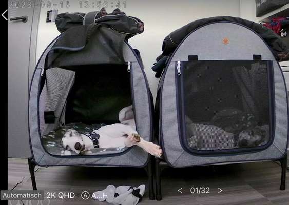 Windhunde - Treffen der besonderen Schönheiten
HERZLICH WILLKOMMEN-Beitrag-Bild