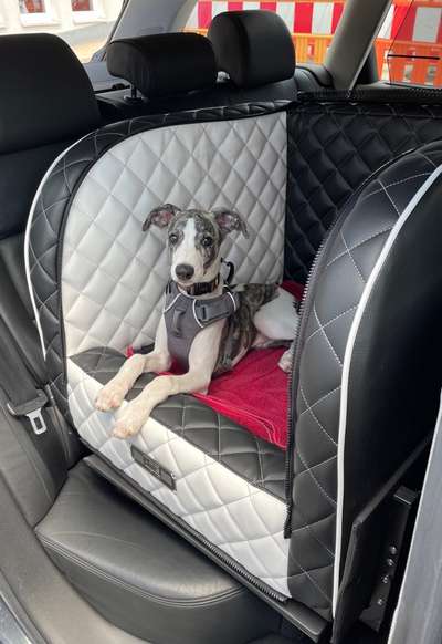 Windhunde - Treffen der besonderen Schönheiten
HERZLICH WILLKOMMEN-Beitrag-Bild