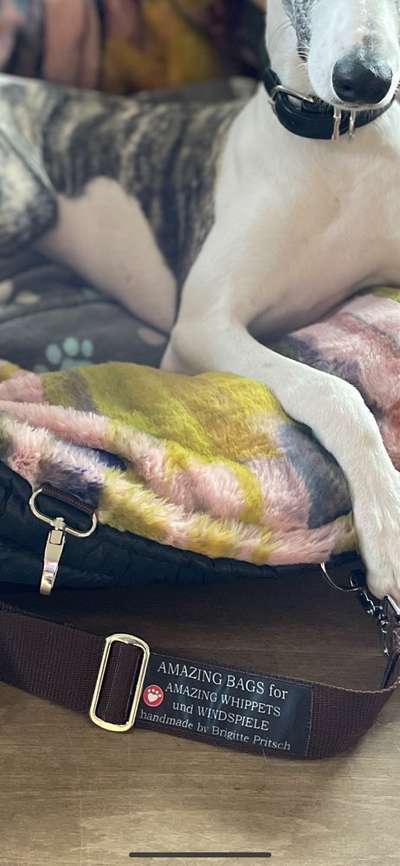 Windhunde - Treffen der besonderen Schönheiten
HERZLICH WILLKOMMEN-Beitrag-Bild