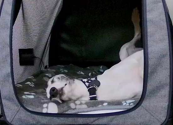 Windhunde - Treffen der besonderen Schönheiten
HERZLICH WILLKOMMEN-Beitrag-Bild