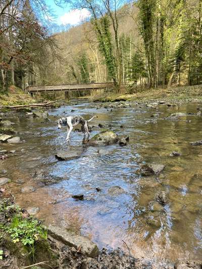 Windhunde - Treffen der besonderen Schönheiten
HERZLICH WILLKOMMEN-Beitrag-Bild