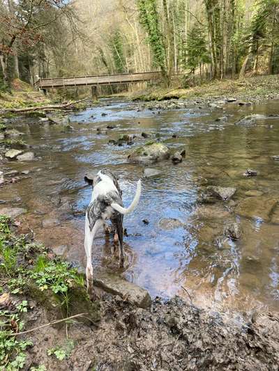 Windhunde - Treffen der besonderen Schönheiten
HERZLICH WILLKOMMEN-Beitrag-Bild