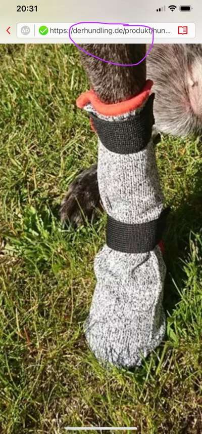 Windhunde - Treffen der besonderen Schönheiten
HERZLICH WILLKOMMEN-Beitrag-Bild