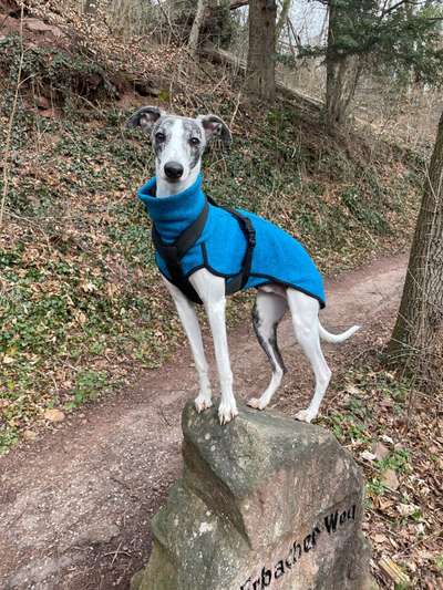 Windhunde - Treffen der besonderen Schönheiten
HERZLICH WILLKOMMEN-Beitrag-Bild