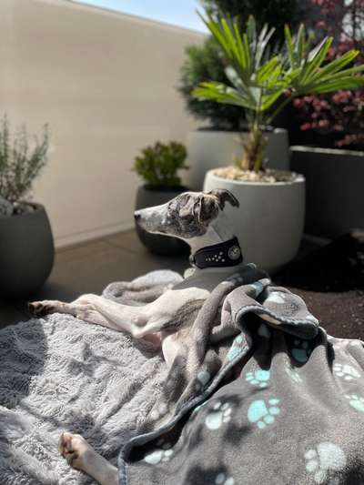 Windhunde - Treffen der besonderen Schönheiten
HERZLICH WILLKOMMEN-Beitrag-Bild