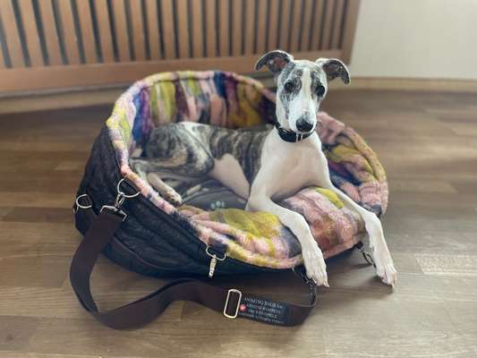 Windhunde - Treffen der besonderen Schönheiten
HERZLICH WILLKOMMEN-Beitrag-Bild