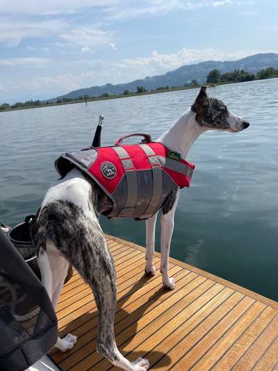 Windhunde - Treffen der besonderen Schönheiten
HERZLICH WILLKOMMEN-Beitrag-Bild