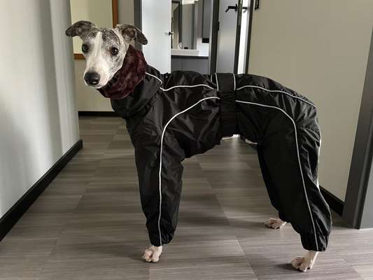 Windhunde - Treffen der besonderen Schönheiten
HERZLICH WILLKOMMEN-Beitrag-Bild