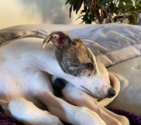 Whippet-Beitrag-Bild