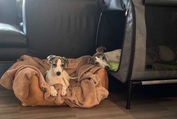 Whippet-Beitrag-Bild