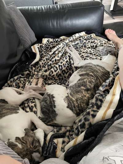 Windhunde - Treffen der besonderen Schönheiten
HERZLICH WILLKOMMEN-Beitrag-Bild