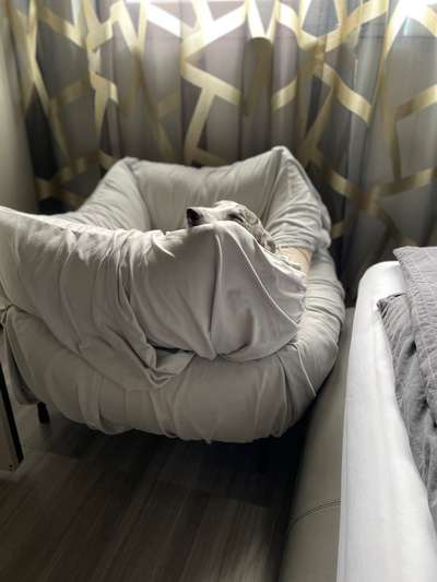 Whippet-Beitrag-Bild