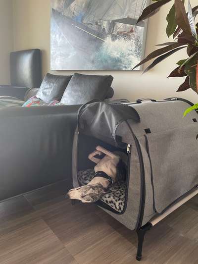 Windhunde - Treffen der besonderen Schönheiten
HERZLICH WILLKOMMEN-Beitrag-Bild