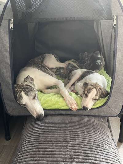 Whippet-Beitrag-Bild