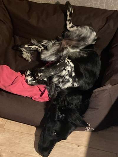 Die Dogorama Wochen Challenge-Beitrag-Bild