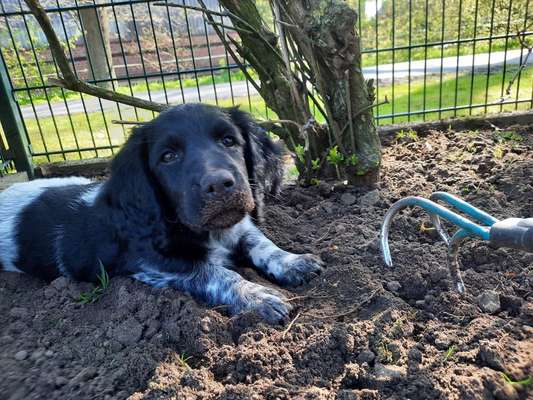 Welpen Bilder !-Beitrag-Bild