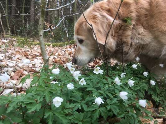 Die Dogorama Monats Challenge "Es grünt und blüht"-Beitrag-Bild
