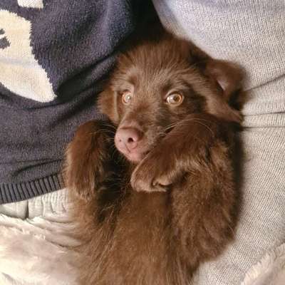 Dogorama Photo Challenge - Hundeblick zum hinschmelzen-Beitrag-Bild