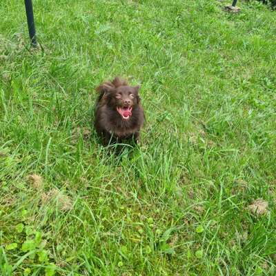 Hundetreffen-Social-Walk in Neustadt-Bild