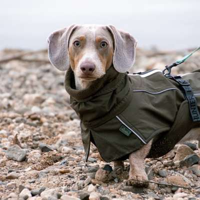 Hundetreffen-Gemeinsame Gassirunden + Training-Bild