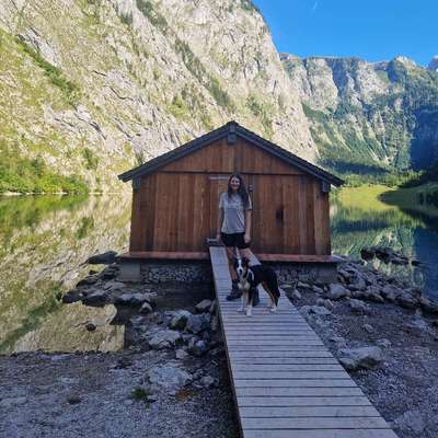 Hundetreffen-Spielkamerad, Trainingspartner oder gemeinsamer Spaziergang-Bild