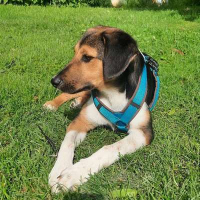 Hundetreffen-Social Walk-Bild