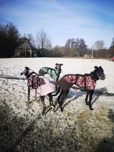 Windhunde - Treffen der besonderen Schönheiten
HERZLICH WILLKOMMEN-Beitrag-Bild