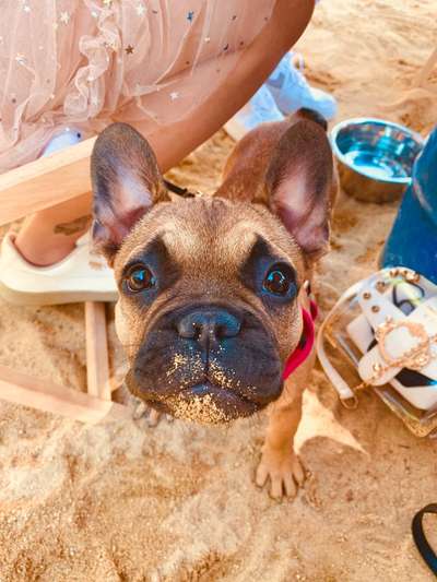 Hundetreffen-Treffen im Oberallgäu-Bild