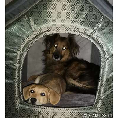 Hundetreffen-Neue Freunde in Springpfuhl-Profilbild