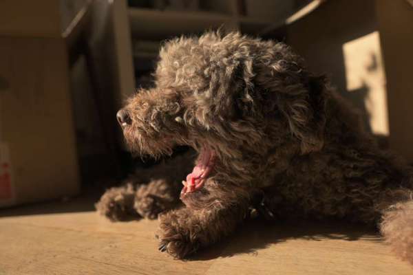 Was ist eine Rüdin-Beitrag-Bild