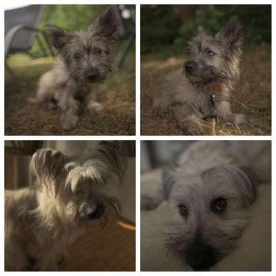 Als Welpen sind sie alle noch süßer-Beitrag-Bild