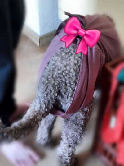 Lagotto Romagnolo Besitzer-Beitrag-Bild