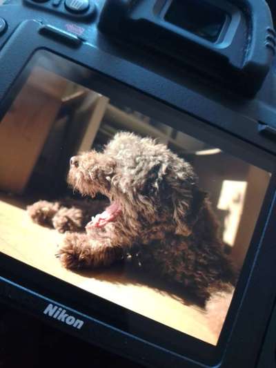 Lagotto Romagnolo Besitzer-Beitrag-Bild