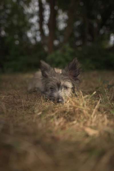 Mischlinge - wo habt Ihr Eure gefunden?-Beitrag-Bild