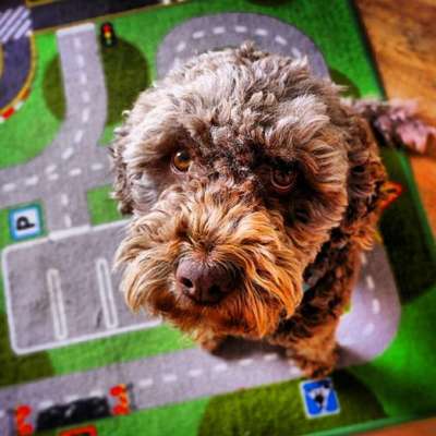 Lagotto Romagnolo Besitzer-Beitrag-Bild