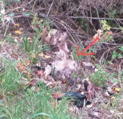 Giftköder-Tier Kadaver-Bild